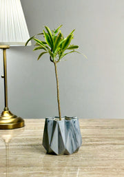 Alp Ceramic Planter