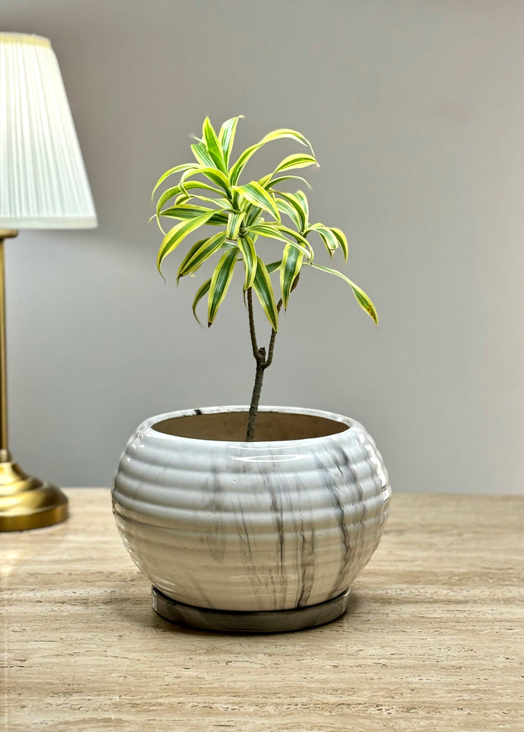 Chhaaya Ceramic Planter