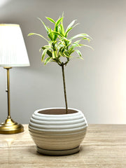Mandal Ceramic Planter