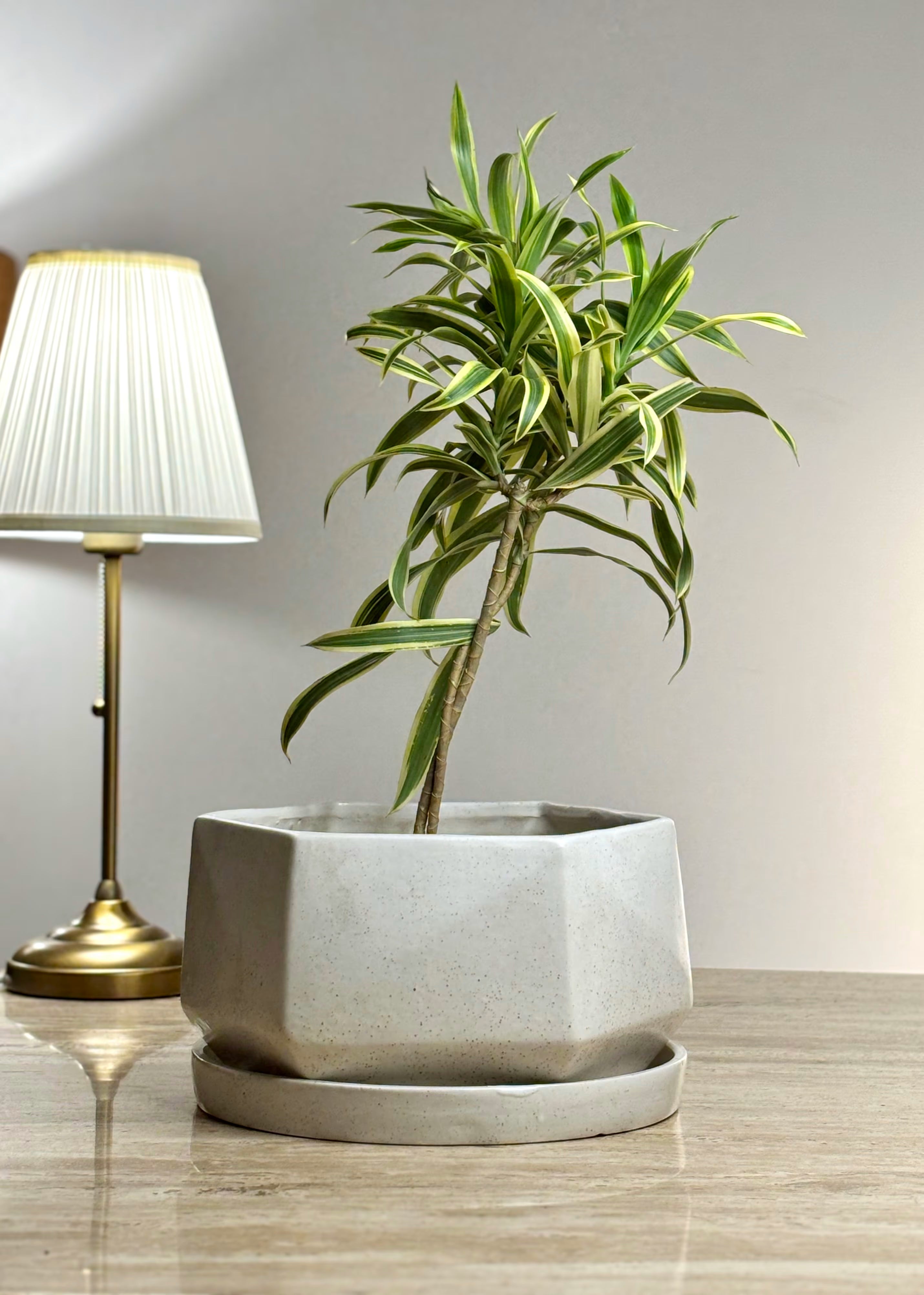Shat Ceramic Planter