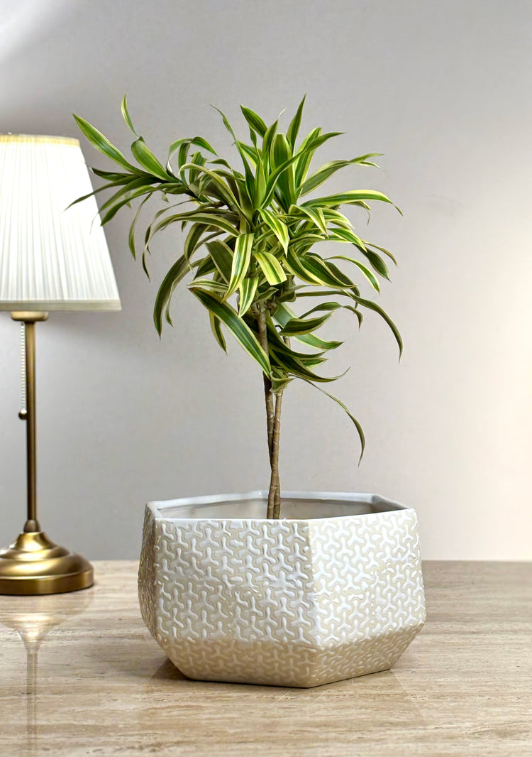 Shat Trikon Ceramic Planter