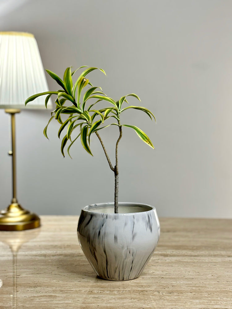 Subhga Ceramic Planter