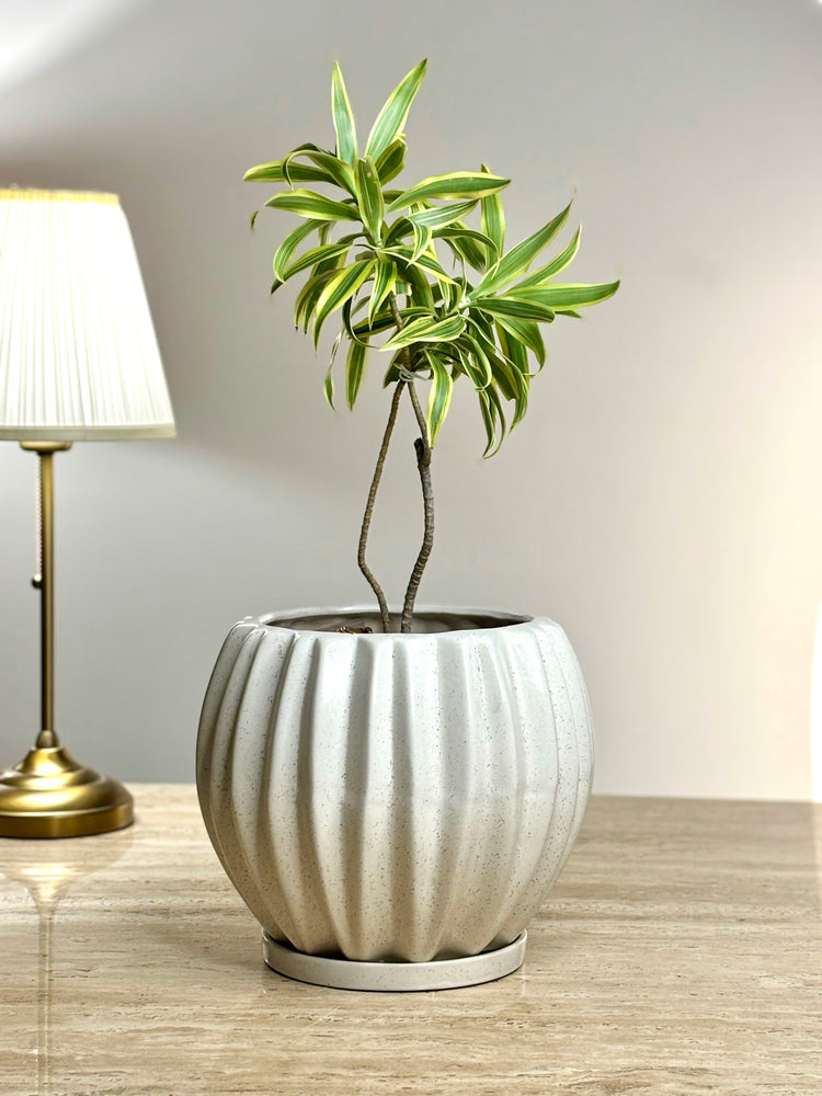 Taal Ceramic Planter