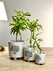 Vriksha Ceramic Planter Set